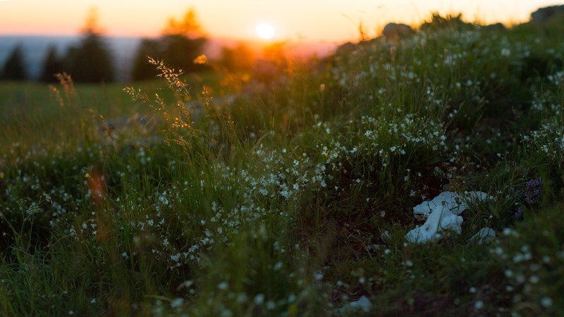 nature, landscape, grass, plants, sun rays, Sun, sunset, lens flare