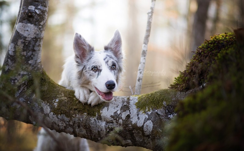 dog, animals, trees, nature