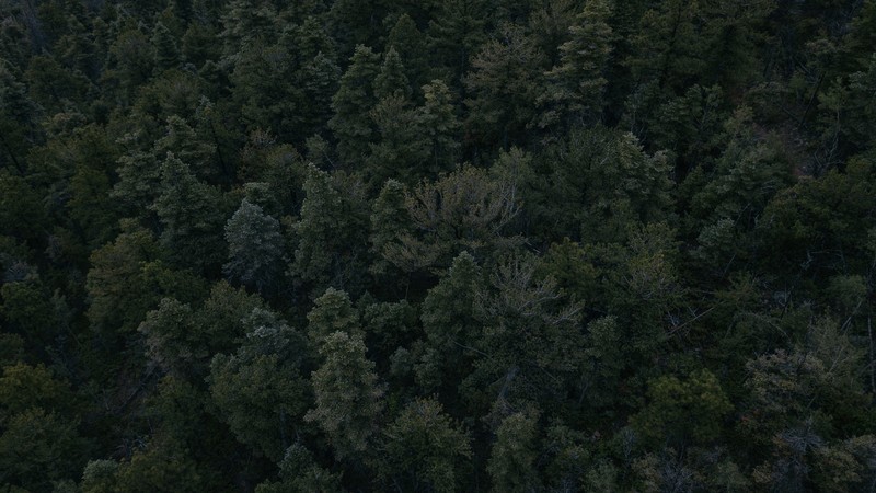 landscape, forest, aerial view, trees