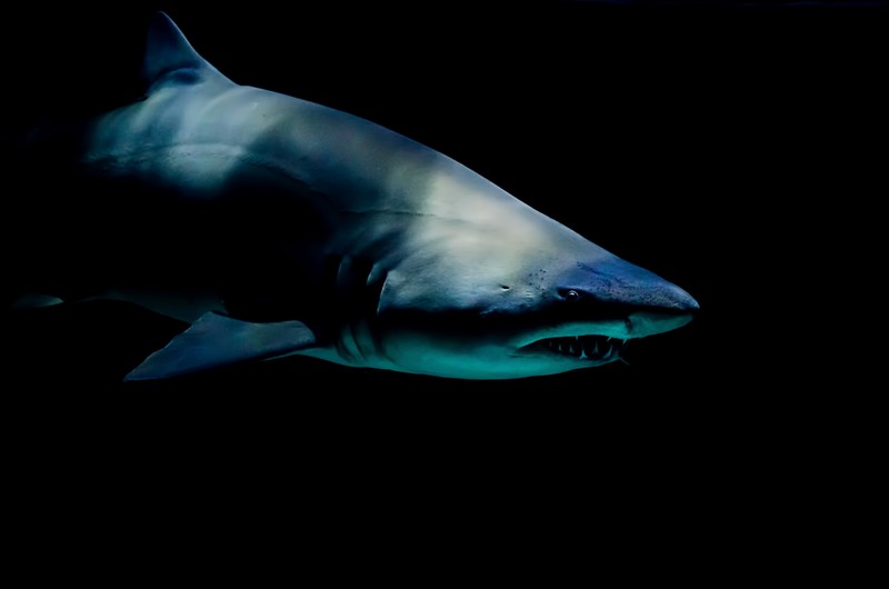 shark, sea, animals, dark