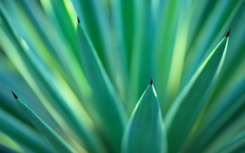 plants, green, nature, leaves, macro