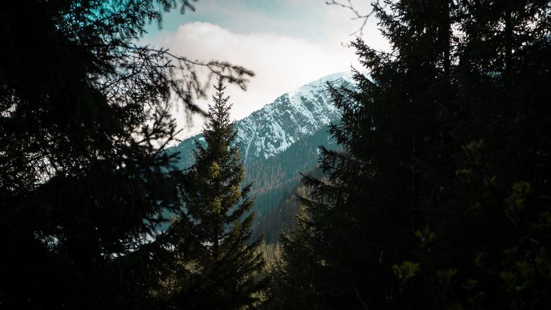 forest, trees, mountains, landscape, peak, 4k