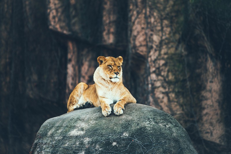 lion, rock, animals