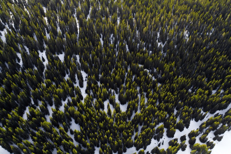 aerial view, blurred, cold, colorful, conifer, growth, angle, landscape, nature, outdoors, pattern, snow, seasons, texture