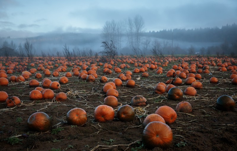 pumpkin, field, landscape