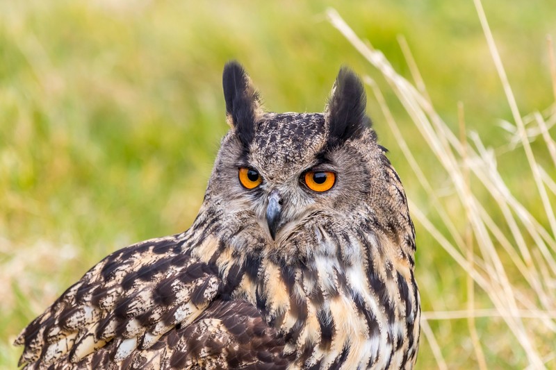 nature, animals, birds, owl