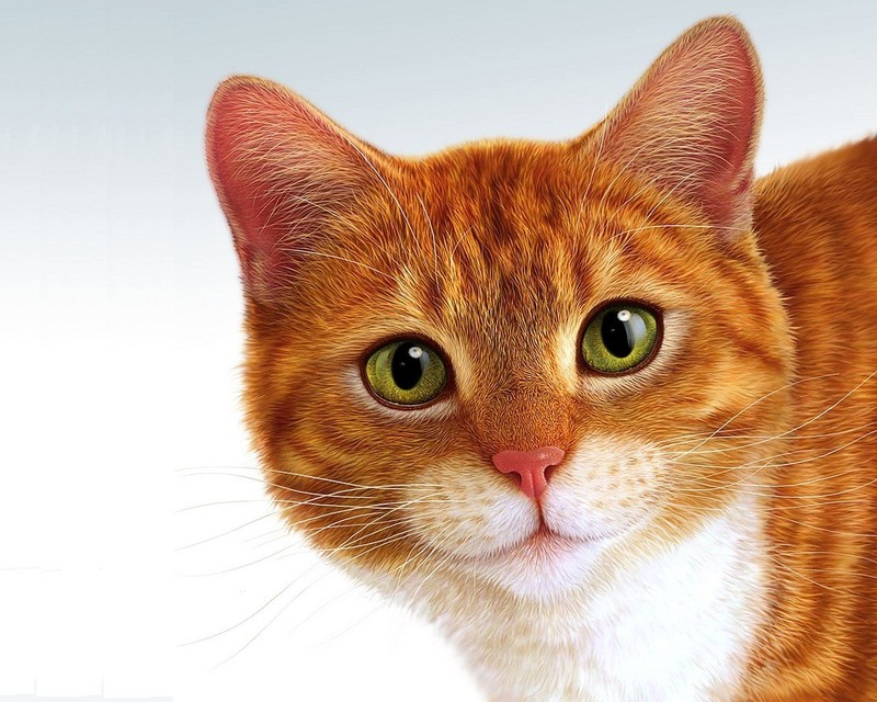 animals, cats, feline, green eyes