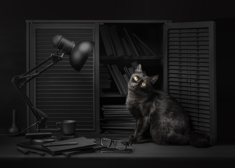Sanket Khuntale, dark, lamp, cats, animals, 500px