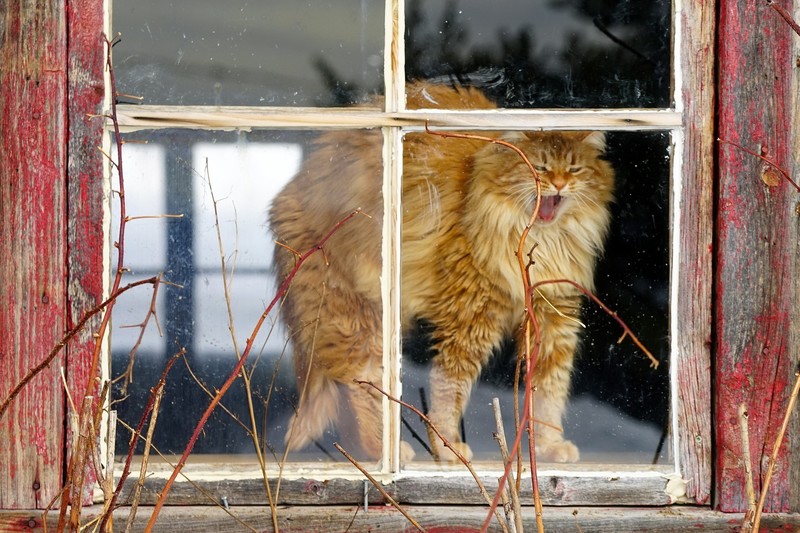 animals, cats, window, by the window