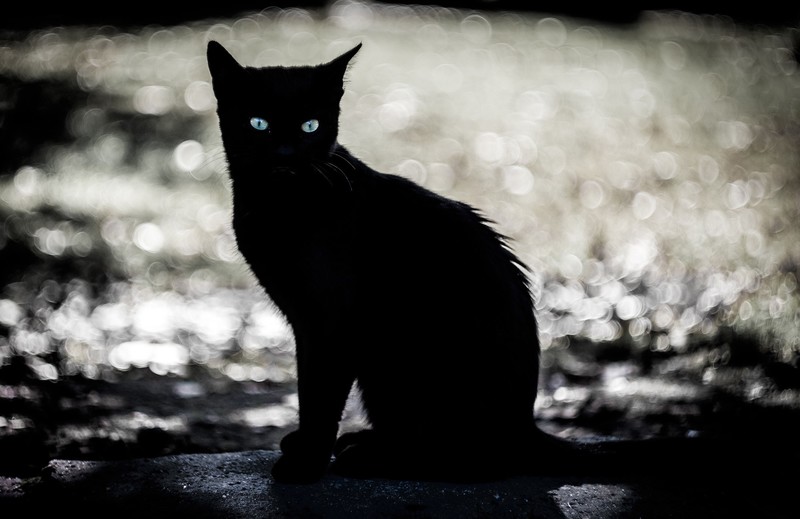eyes, dark, animals, cats, silhouette, pet