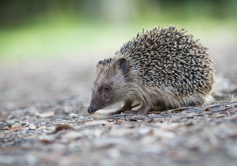 Alex Rimsky, 500px, animals, hedgehog, depth of field