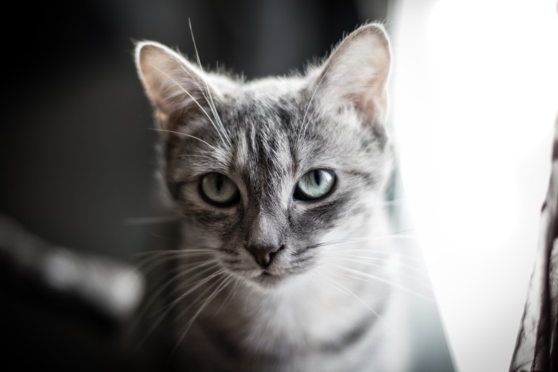 cats, depth of field, feline