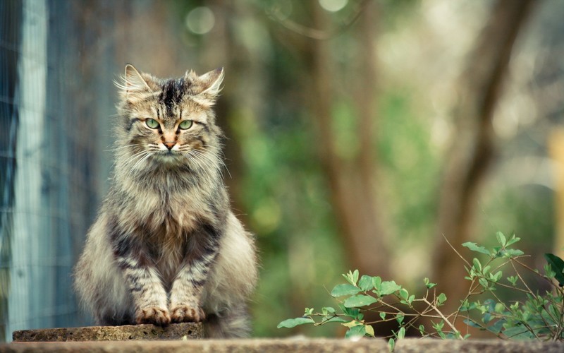 cats, animals, depth of field
