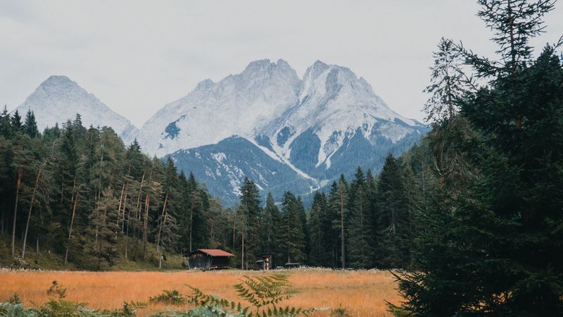 mountains, forest, trees, bushes, snowy, 4k