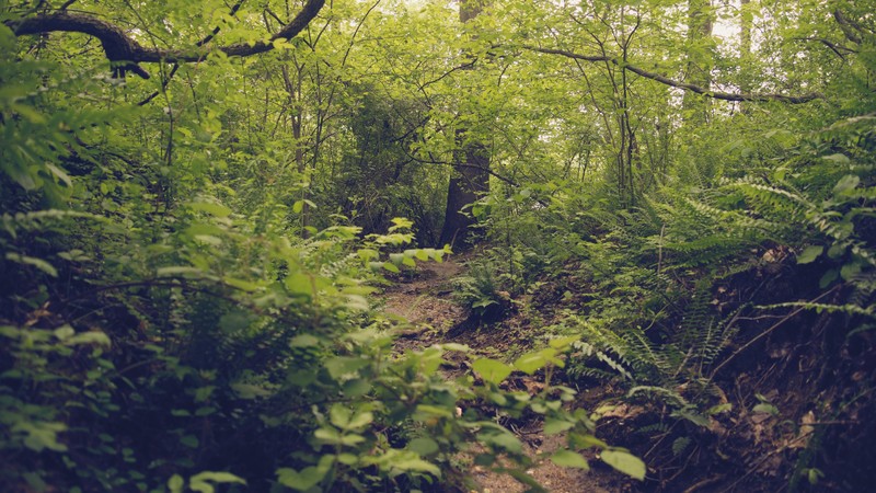 nature, plants, trees, outdoors, forest, ferns