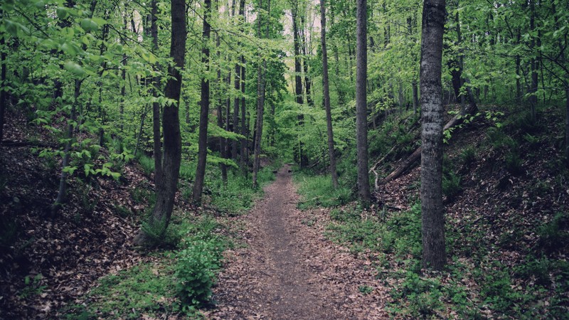 nature, path, trees, forest