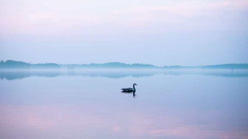 swan, fog, lake, bird, 4k