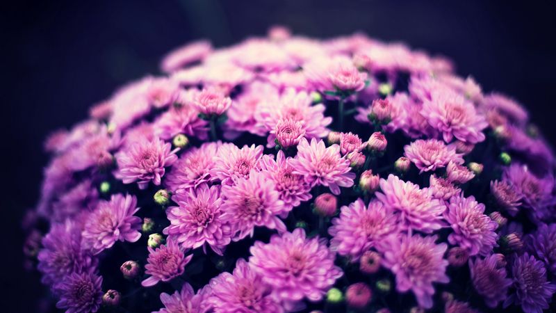 chrysanthemums, flowers, bouquet, purple, bloom, 4k