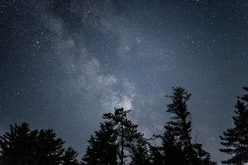 forest, trees, night, night sky, starry night, stars