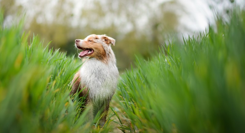 nature, plants, dog, animals, grass, green