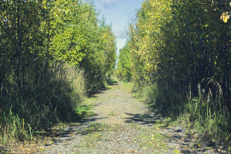 photography, landscape, plants, outdoors, green