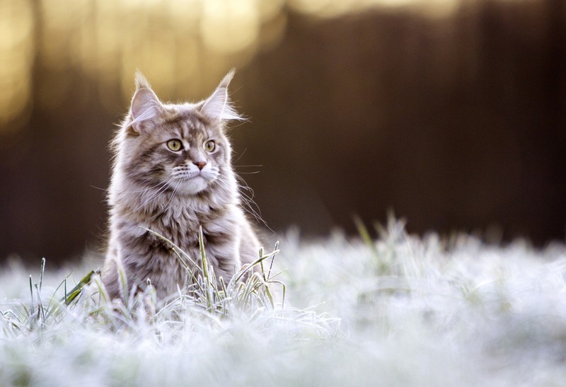 cats, animals, Maine Coon cat