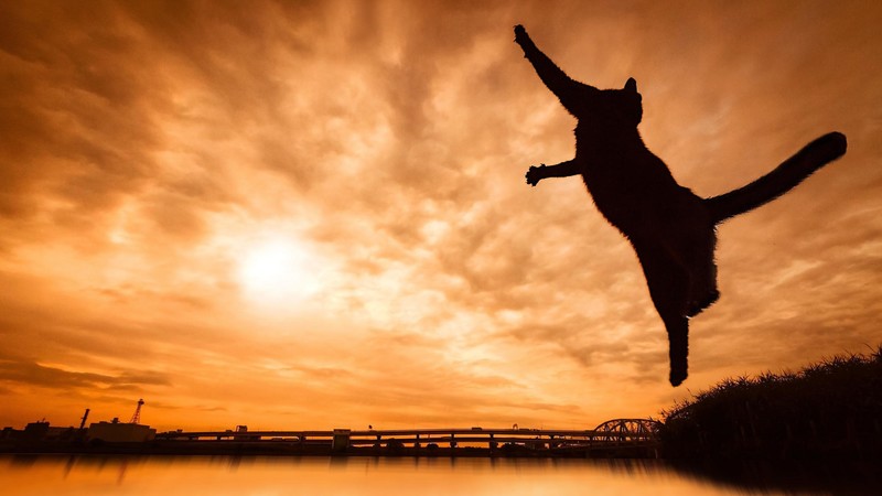 cats, animals, nature