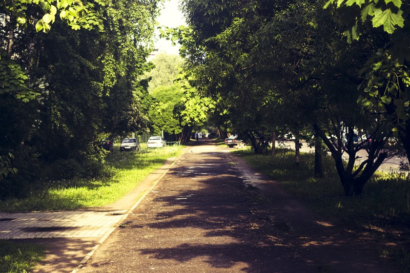 nature, photography, trees, plants