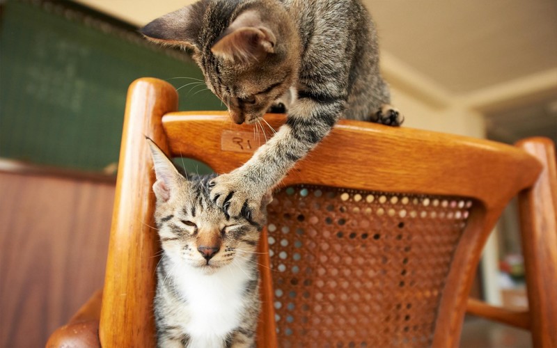 cats, animals, indoors, chair, feline