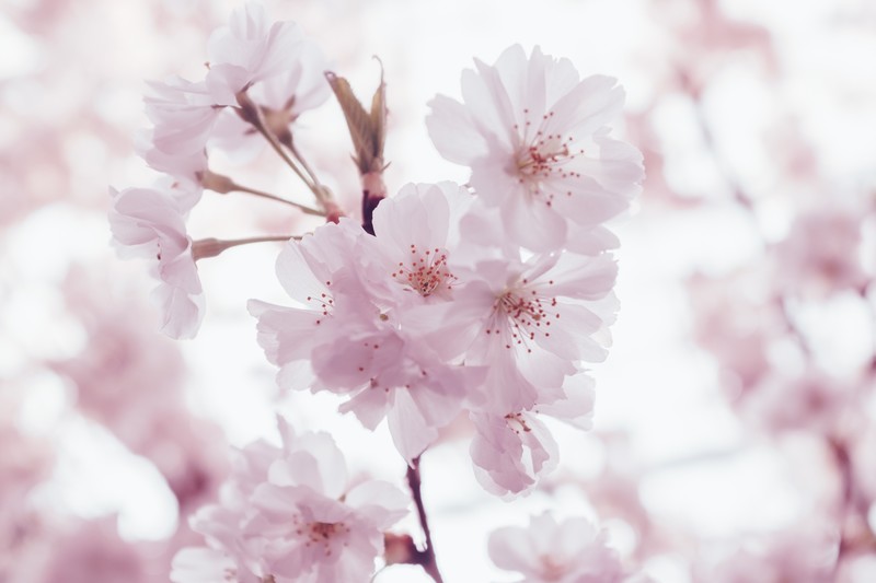 nature, flowers, plants, outdoors, bright, pink flowers