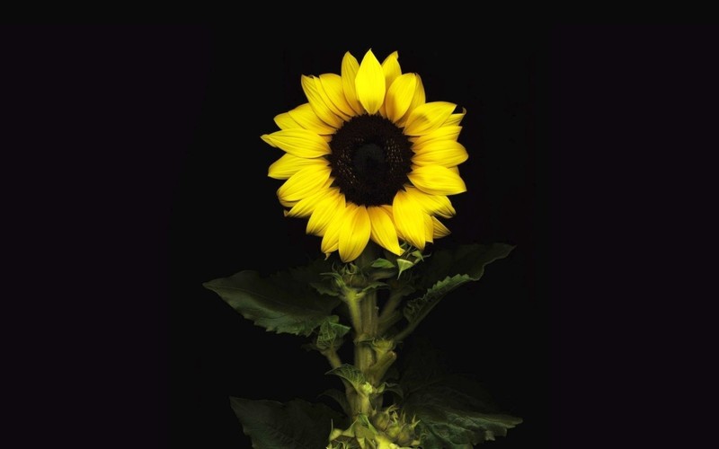 sunflowers, flowers, leaves, dark background, minimalism