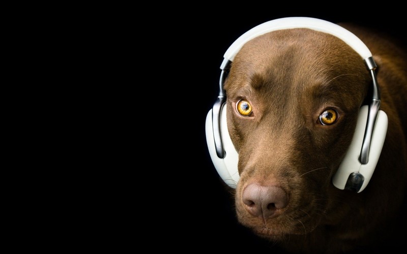 dog, headphones, humor