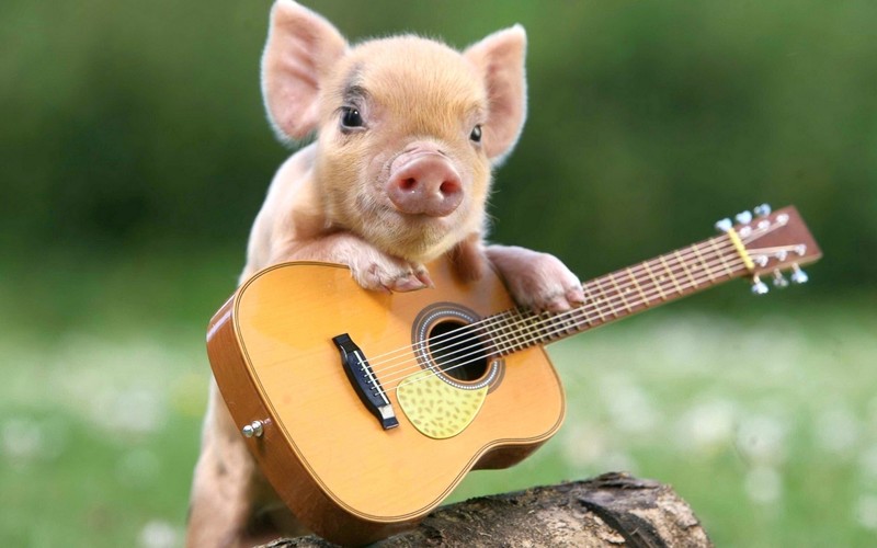 guitar, humor