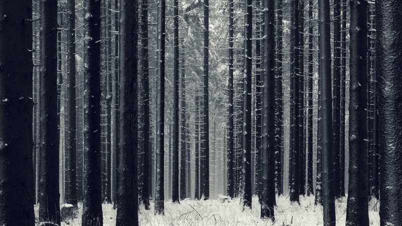 trees, snow, winter, forest