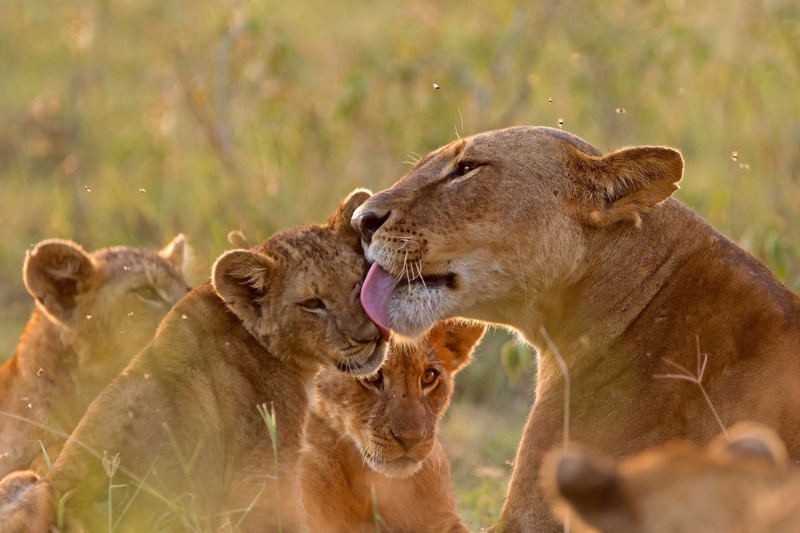 lion, big cats, animals, mammals, baby animals, licking