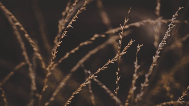 grass, stalks, spikelets, plant, macro, closeup, 4k