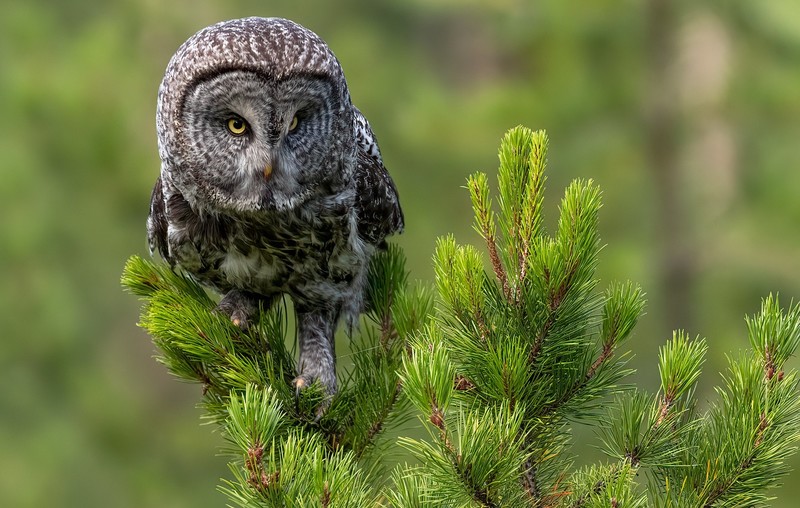 animals, owl, birds, nature