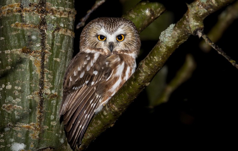 owl, animals, birds