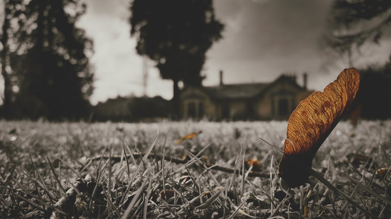 low saturation, selective coloring, photography, house, grass