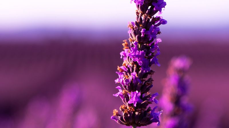 lavender, flower, purple, inflorescence, blur, 4k