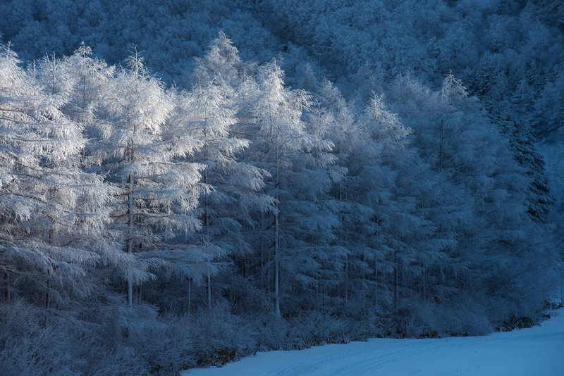 cold, trees, nature, winter, ice, snow, outdoors
