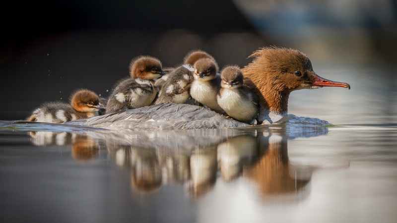 duck, animals, birds, baby animals, water