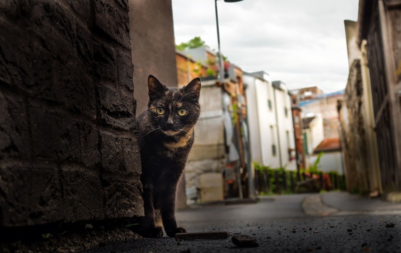 town, urban, cats, animals, mammals