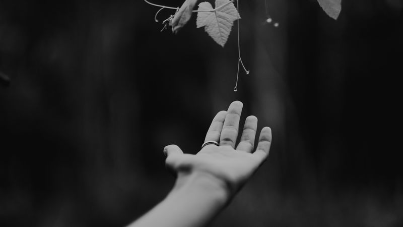 hand, plant, bw, leaves, drops, vine, 4k