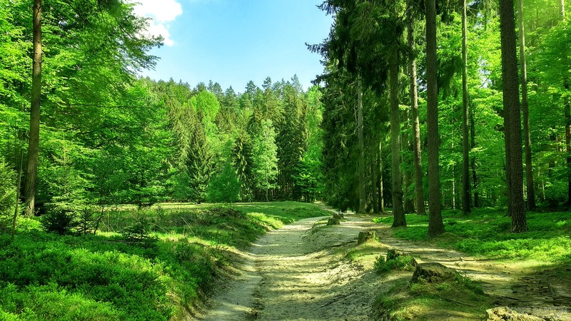 JoeyJazz, photography, forest, nature