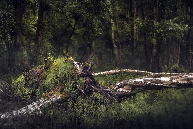 nature, wood, outdoors, plants, trees