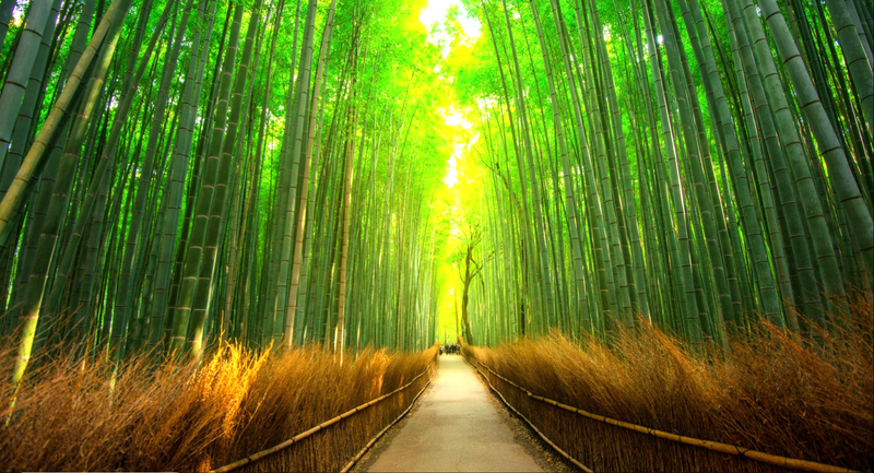 plants, bamboo