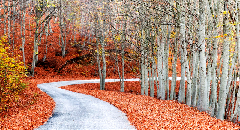 trees, fall, leaves