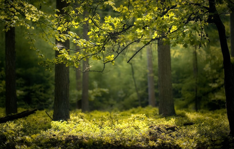 nature, outdoors, plants, trees
