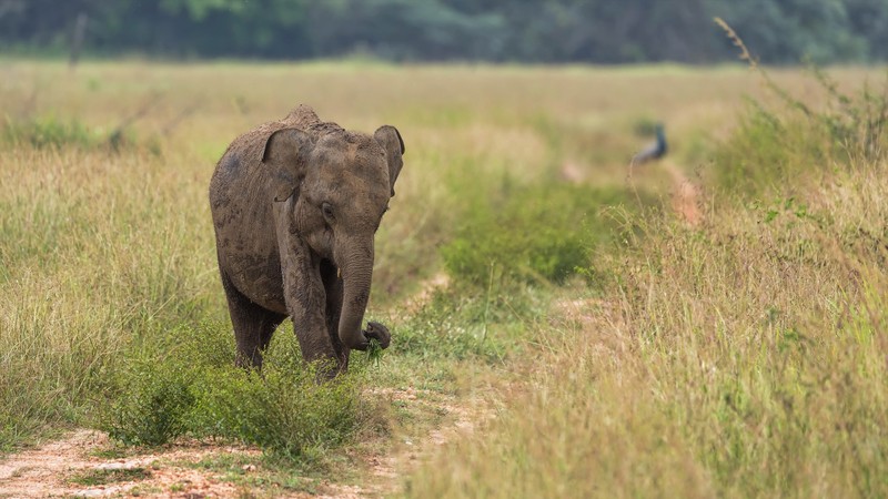 animals, mammals, elephant, baby animals